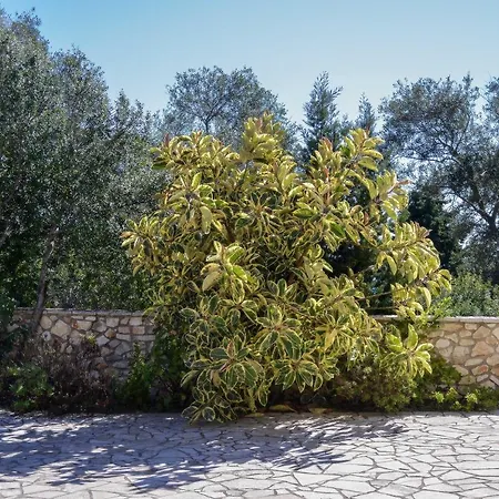 Aloni By About Paxos